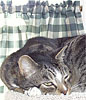 Ace in his window resting spot
