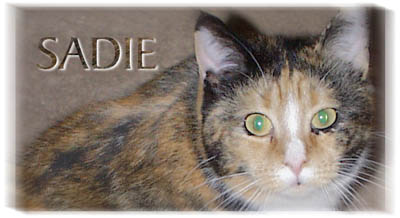 Sadie, cat of many claws